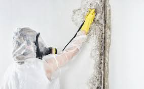 Mold Odor Removal Services in Biscayne Park, FL